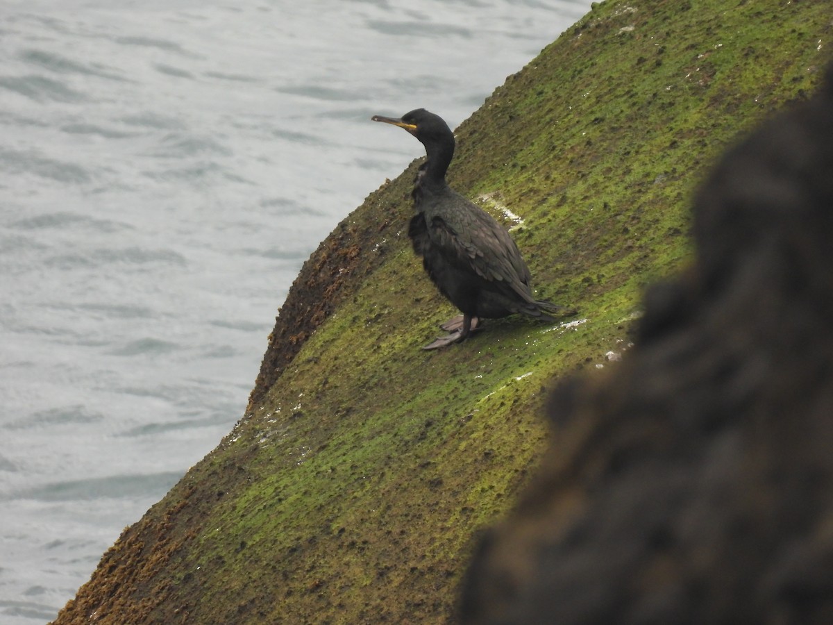 European Shag - ML642763027