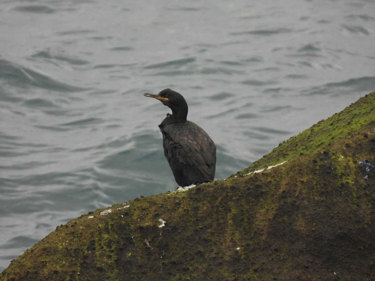 European Shag - ML642763043