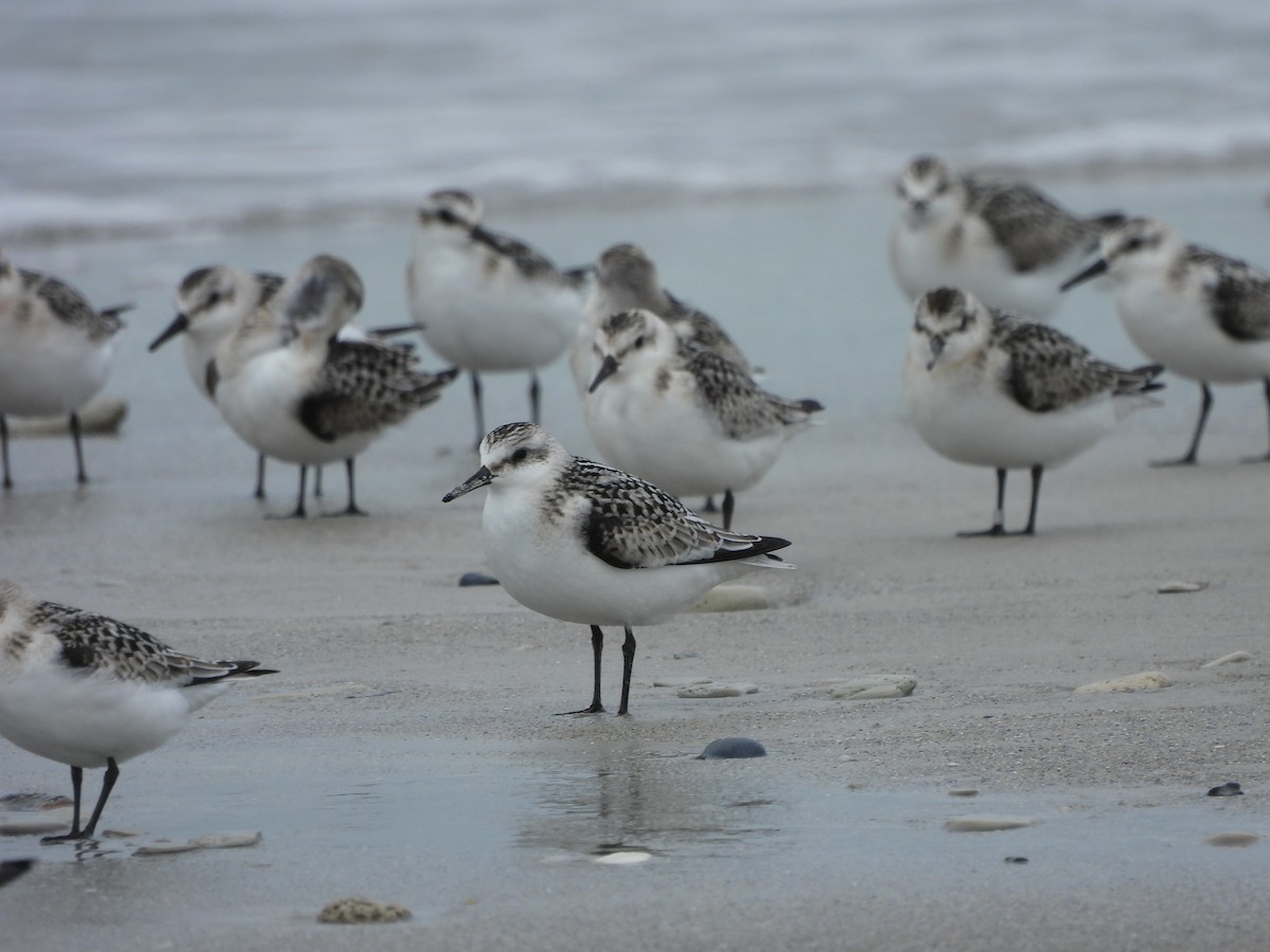 Sanderling - ML642763044