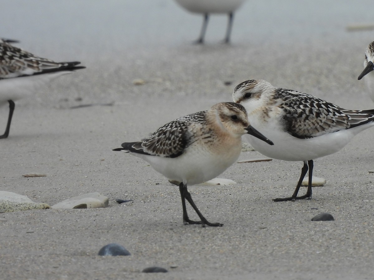 Little Stint - ML642763057