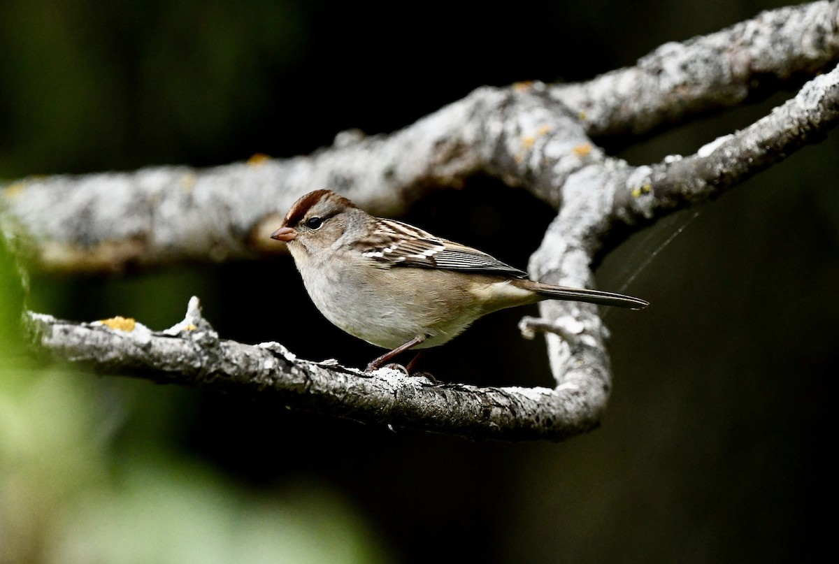 White-crowned Sparrow - ML642763058
