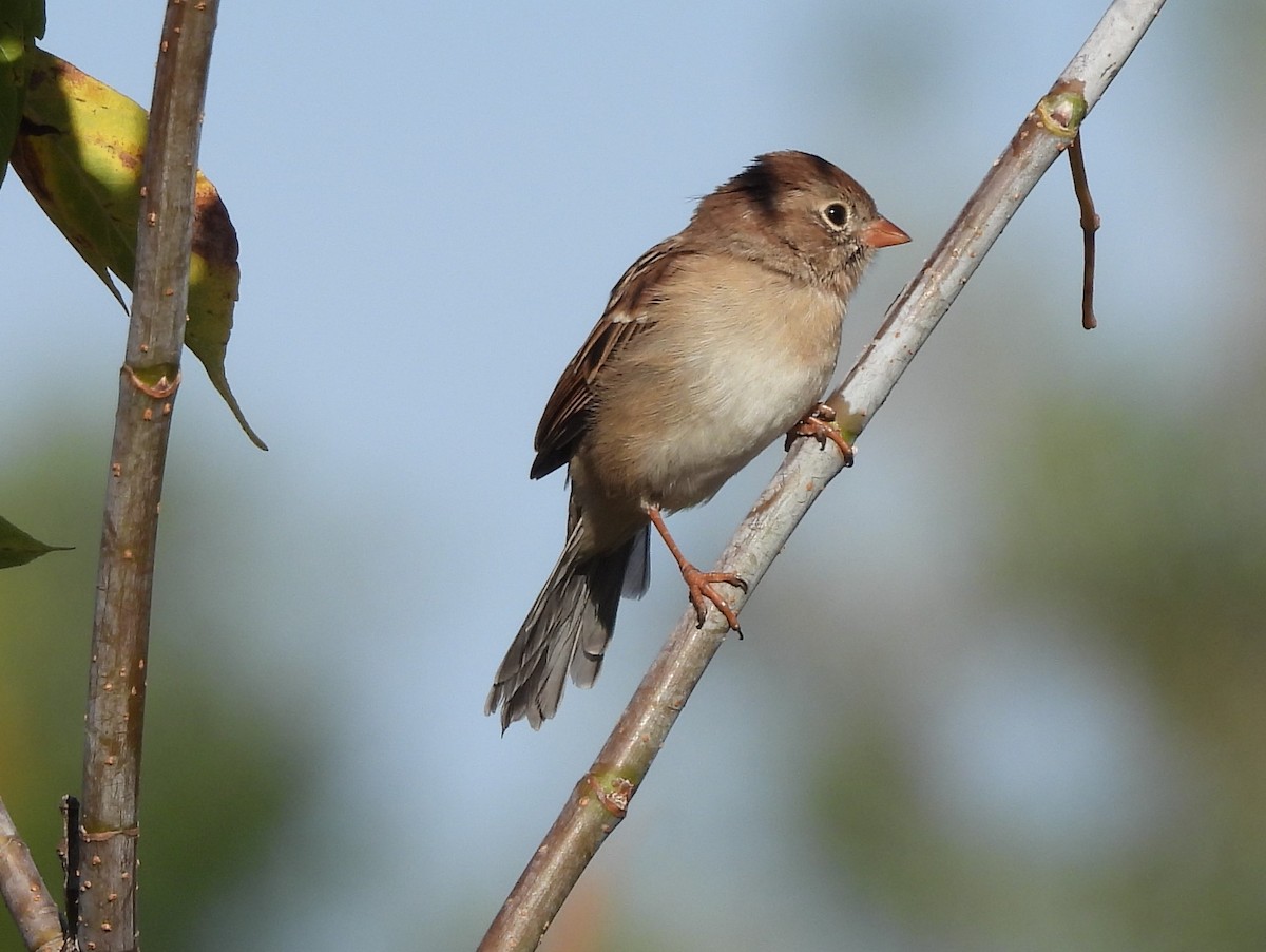 Field Sparrow - ML642763059
