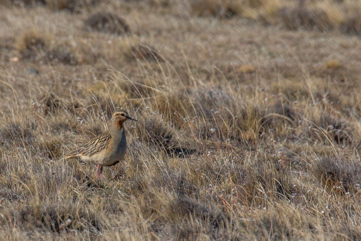 Tawny-throated Dotterel - ML642763063