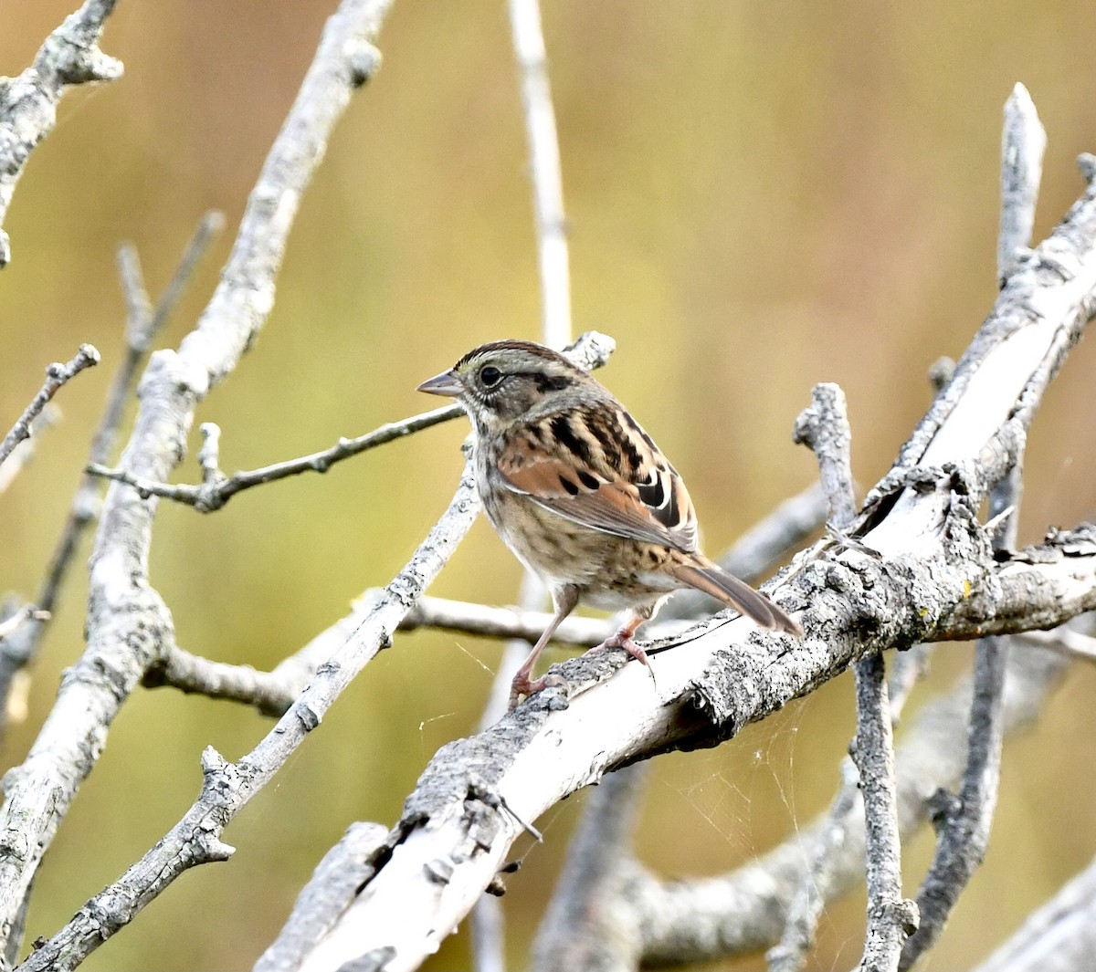 Swamp Sparrow - ML642763065