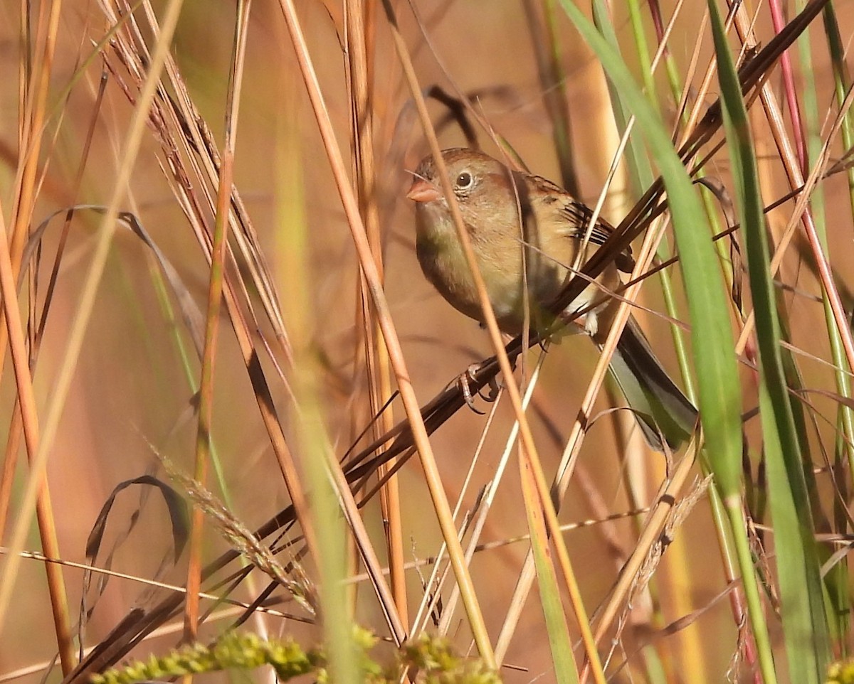 Field Sparrow - ML642763068
