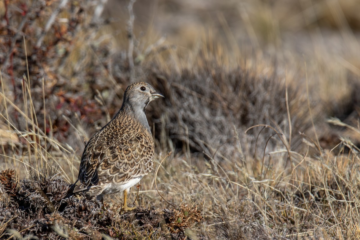 Least Seedsnipe - ML642763073
