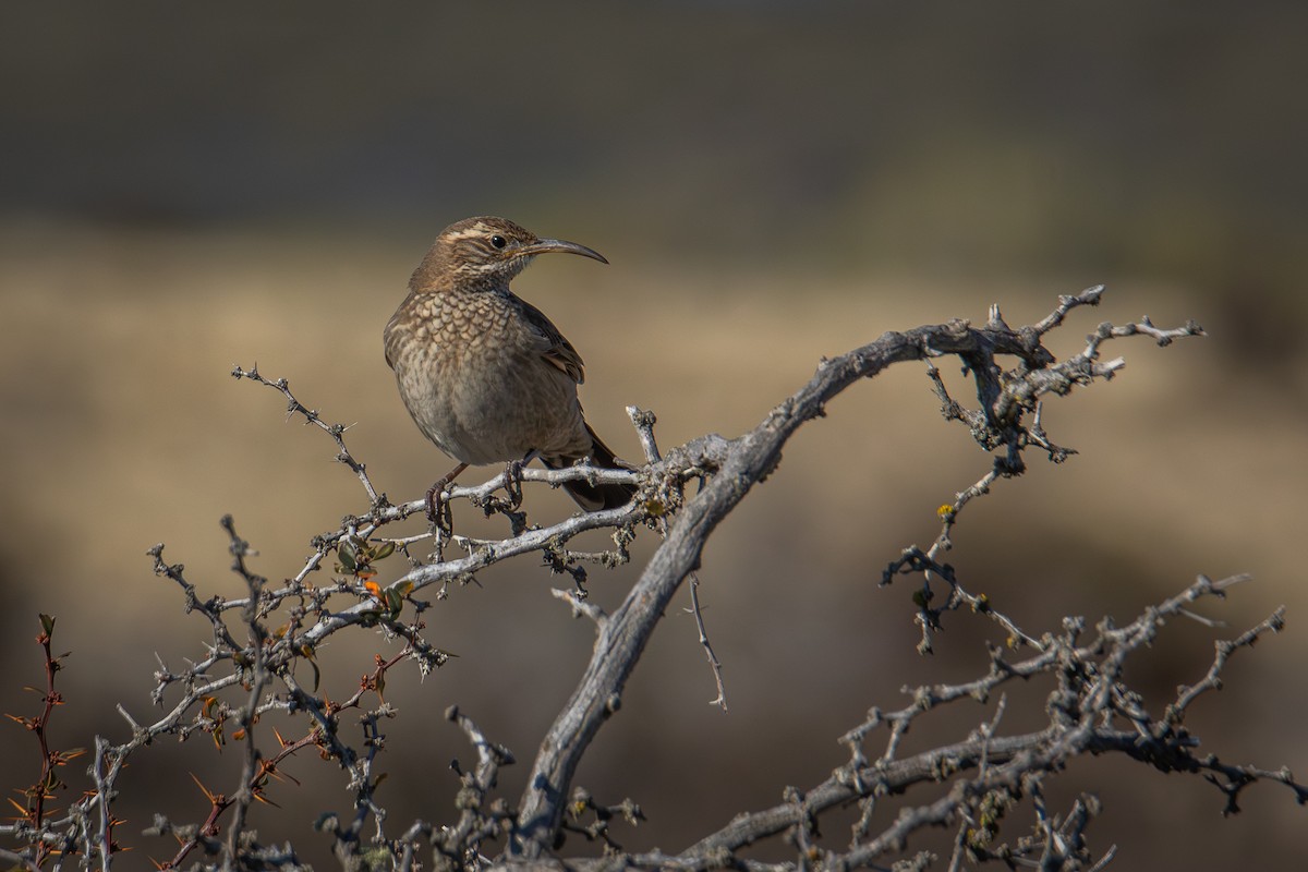 Scale-throated Earthcreeper - ML642763083