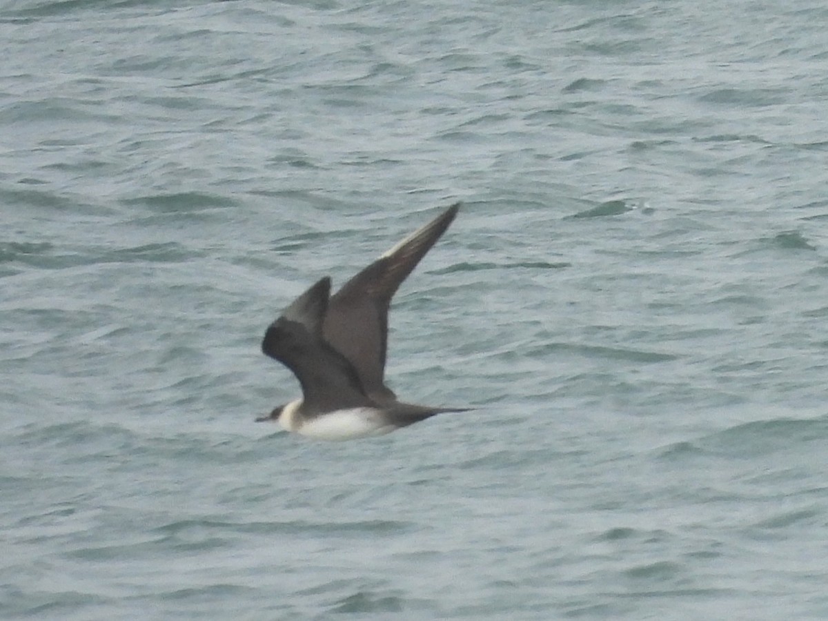 Parasitic Jaeger - ML642763084