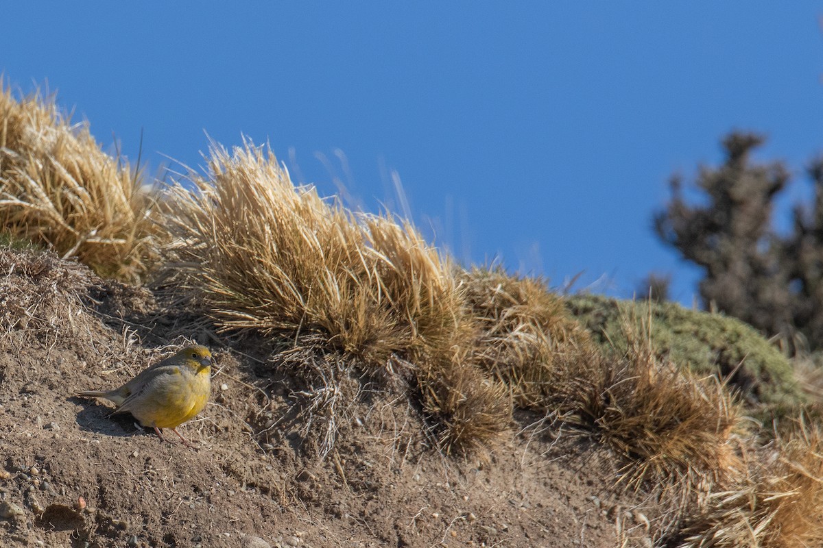 Patagonian Yellow-Finch - ML642763088