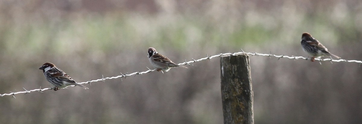 Spanish Sparrow - ML642763092