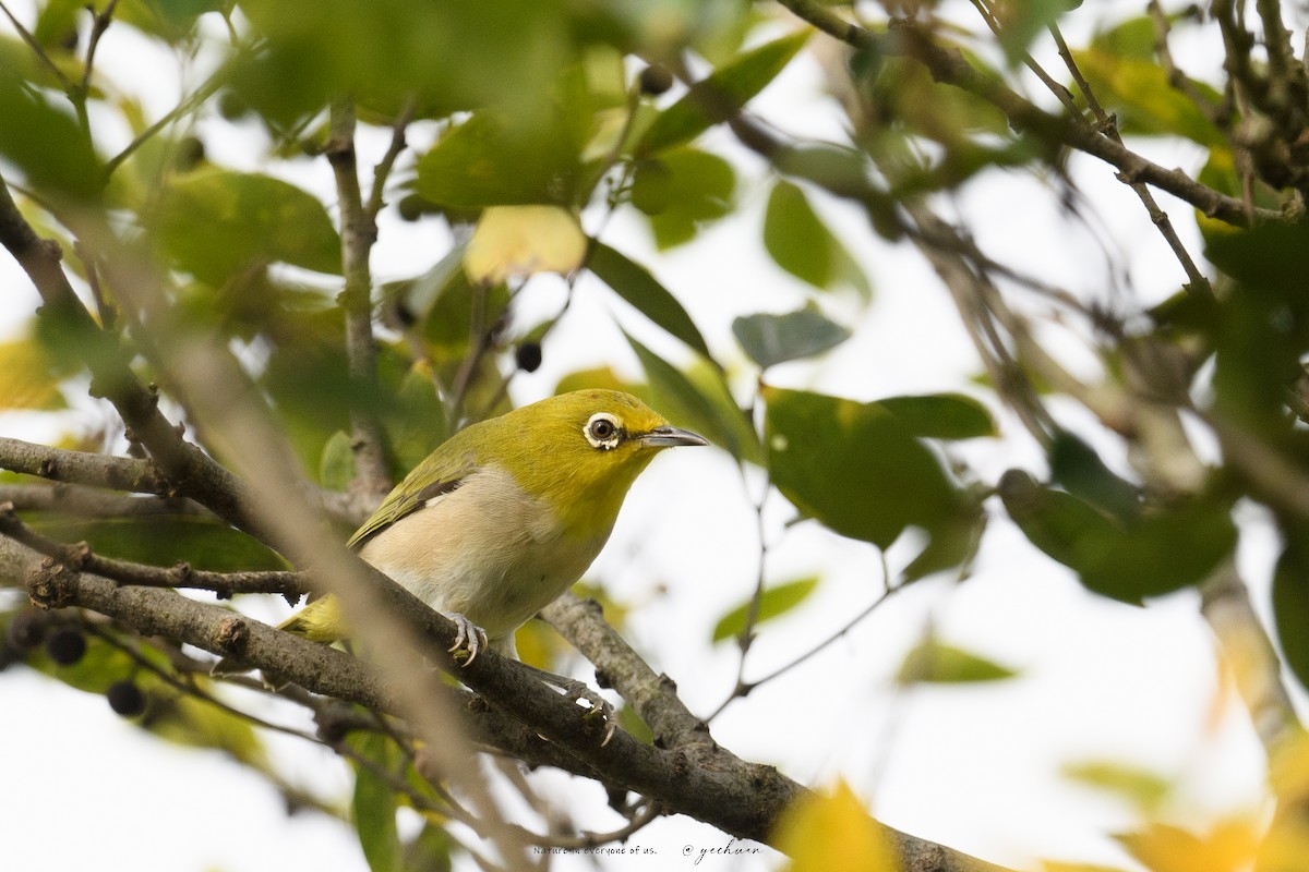 Swinhoe's White-eye - ML642763093