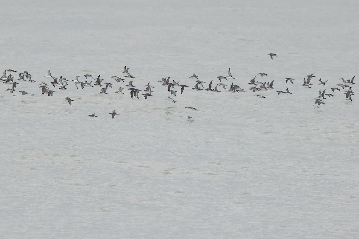Yelkouan Shearwater - ML642763104