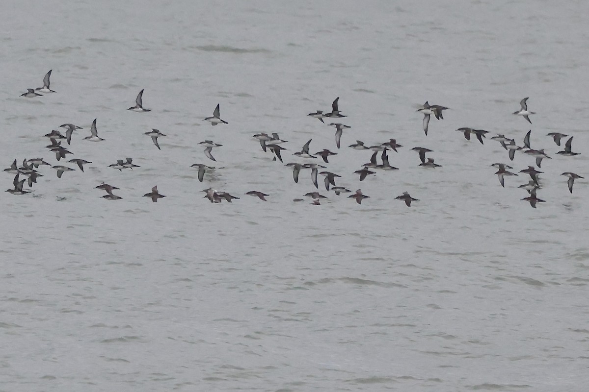 Yelkouan Shearwater - ML642763105