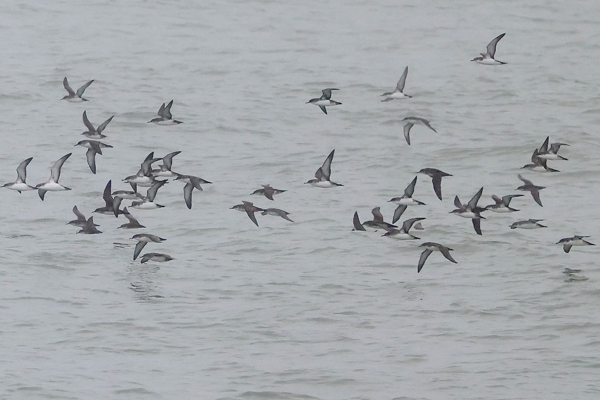 Yelkouan Shearwater - ML642763106