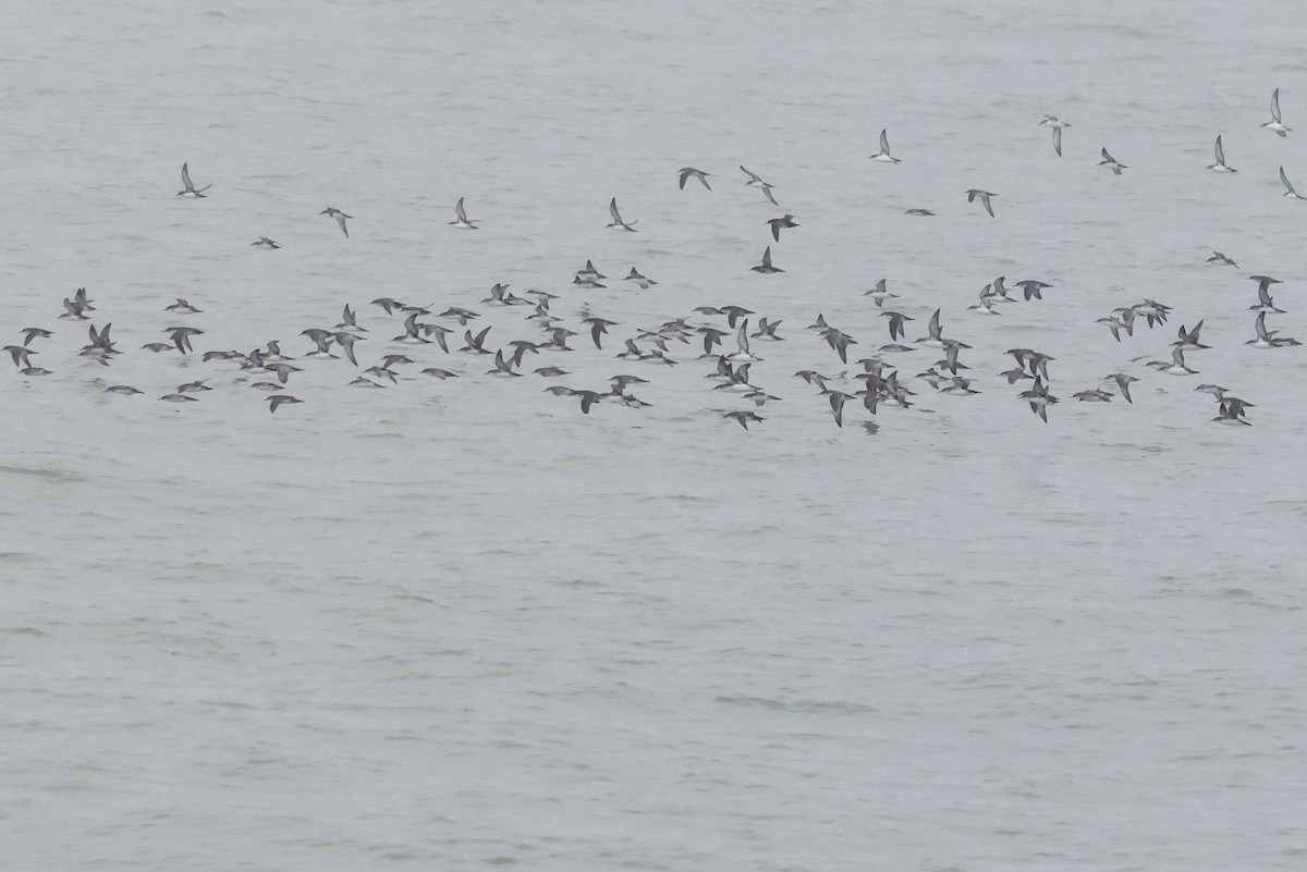 Yelkouan Shearwater - ML642763107