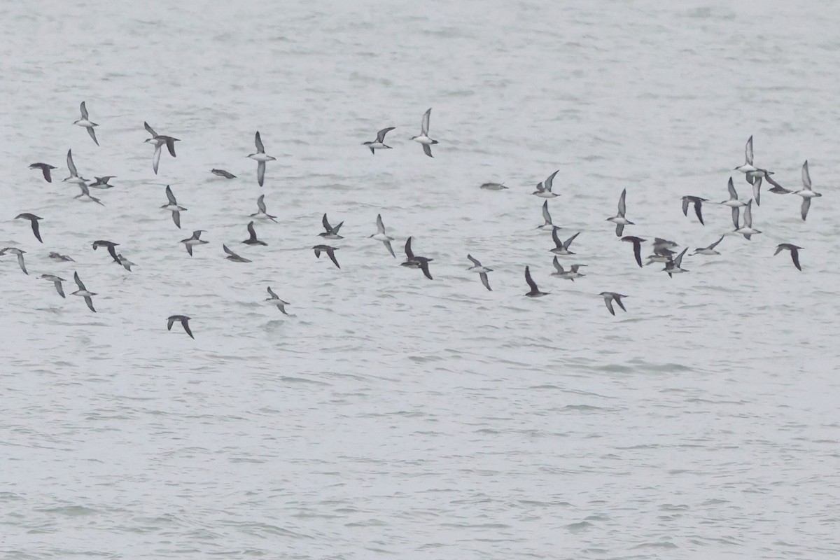 Yelkouan Shearwater - ML642763108