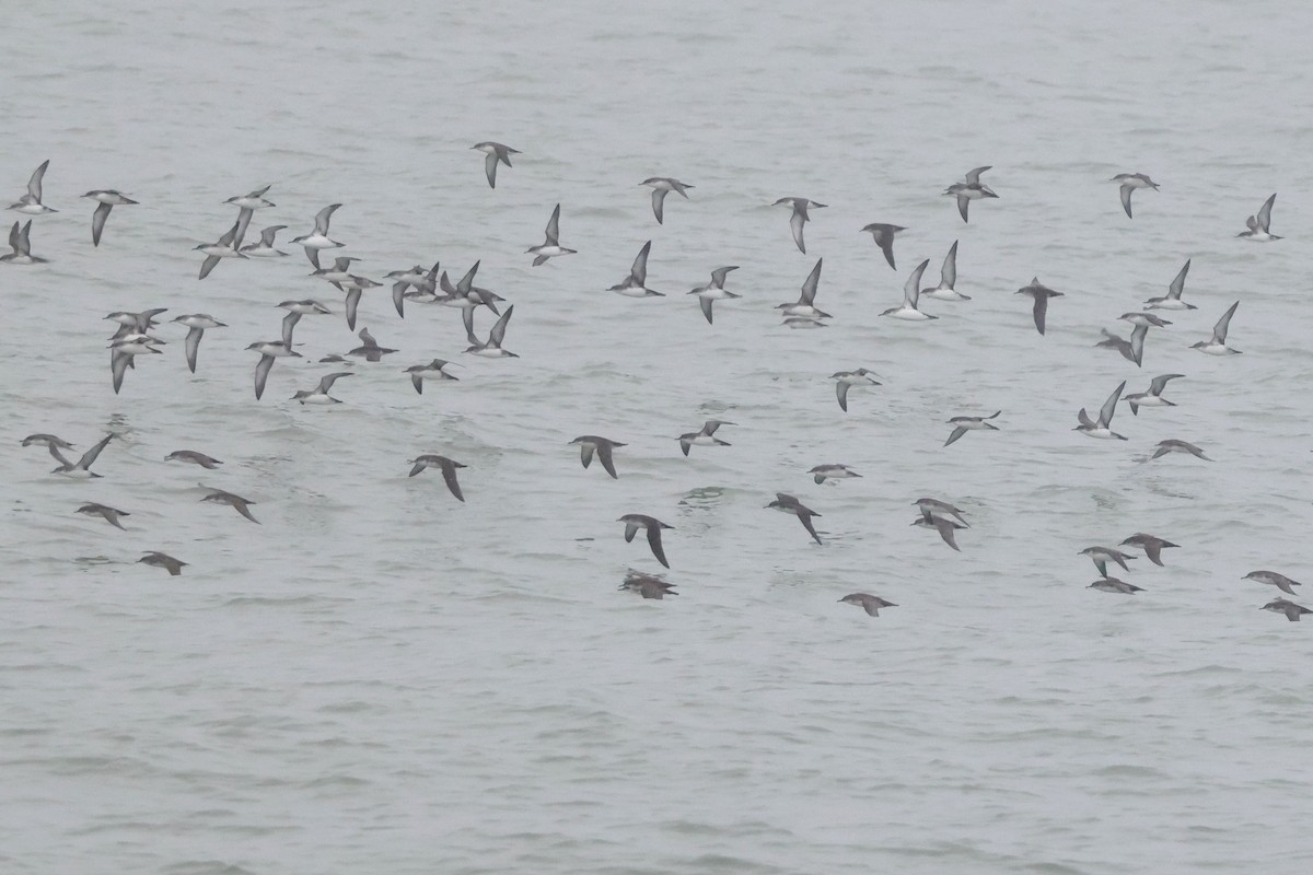 Yelkouan Shearwater - ML642763109