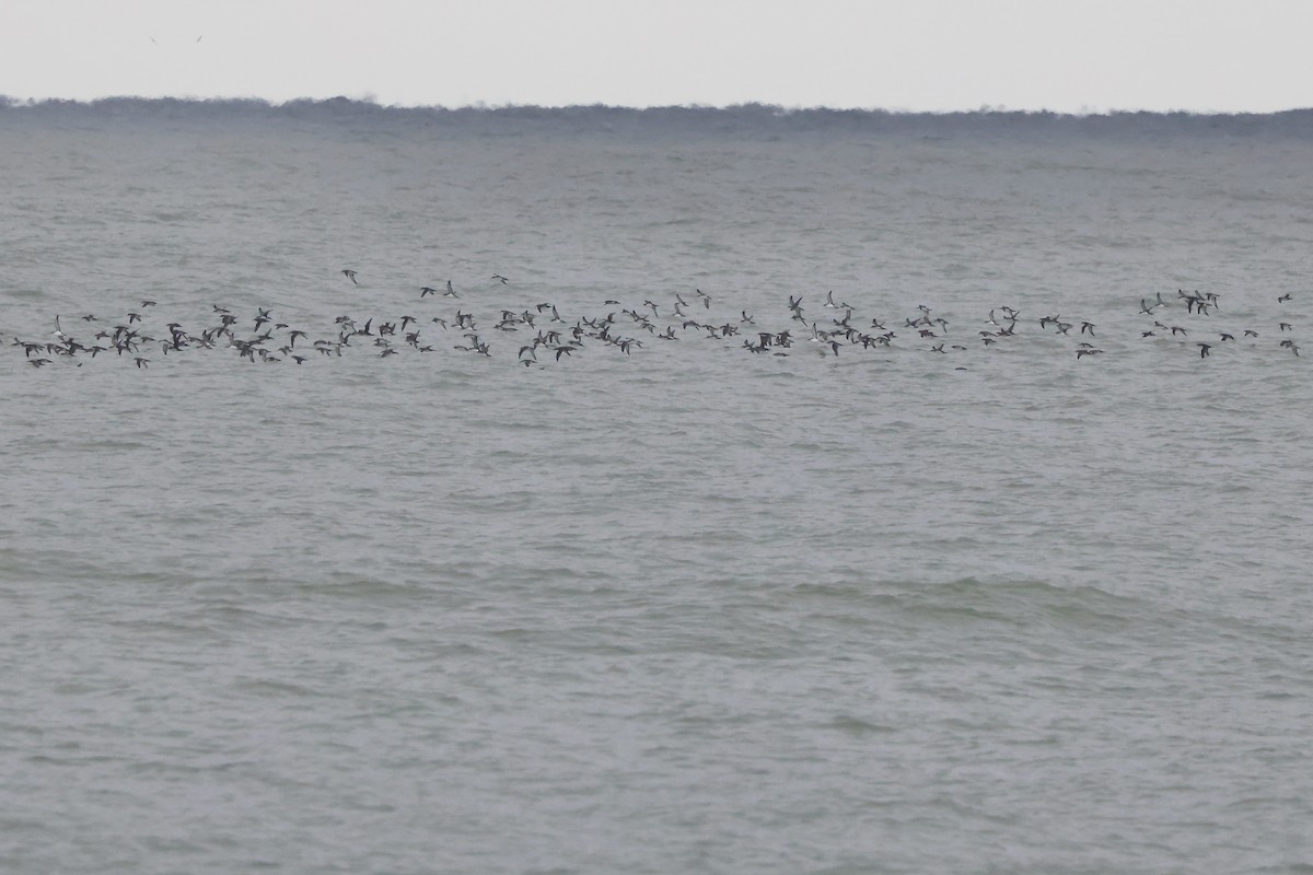 Yelkouan Shearwater - ML642763110