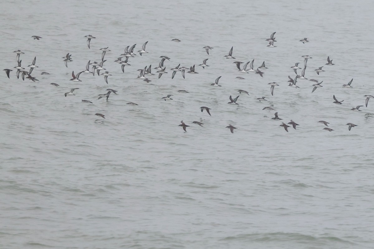Yelkouan Shearwater - ML642763112