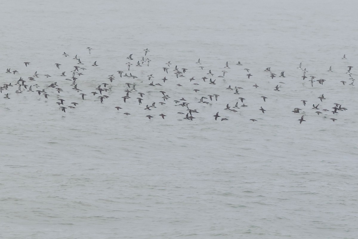 Yelkouan Shearwater - ML642763113