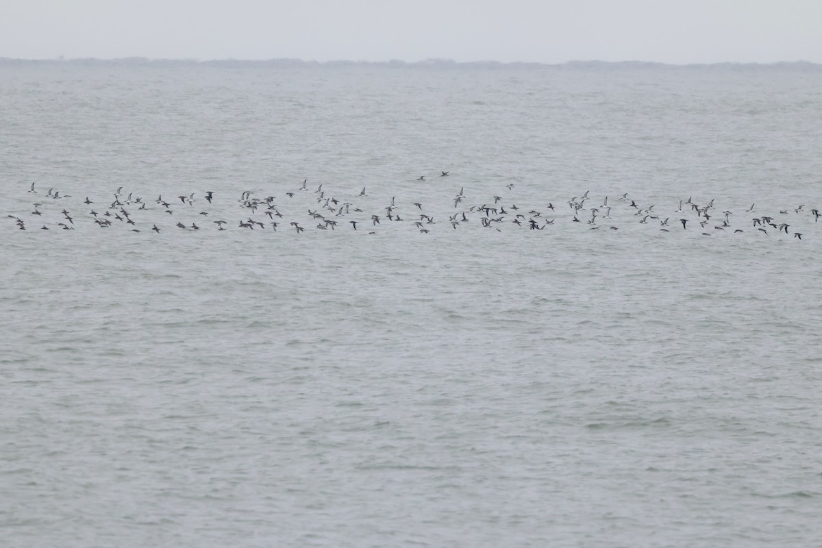 Yelkouan Shearwater - ML642763114