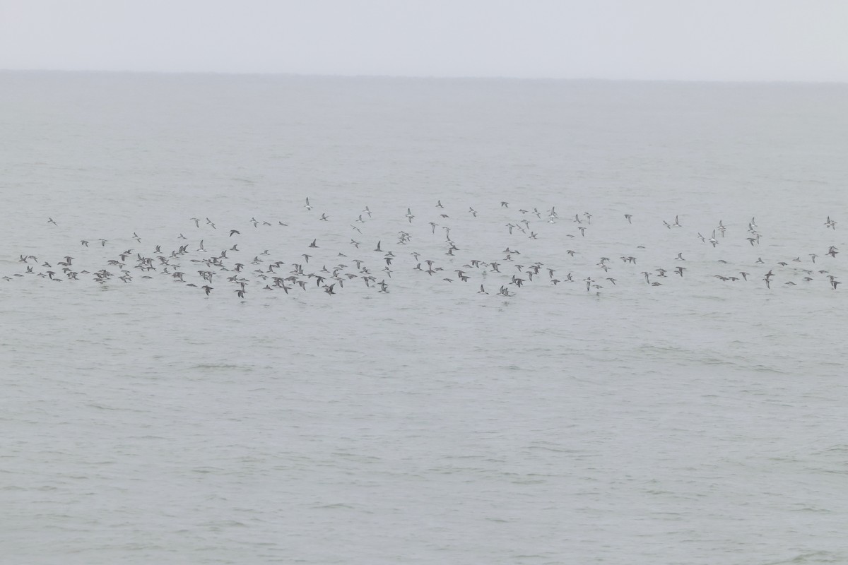 Yelkouan Shearwater - ML642763115