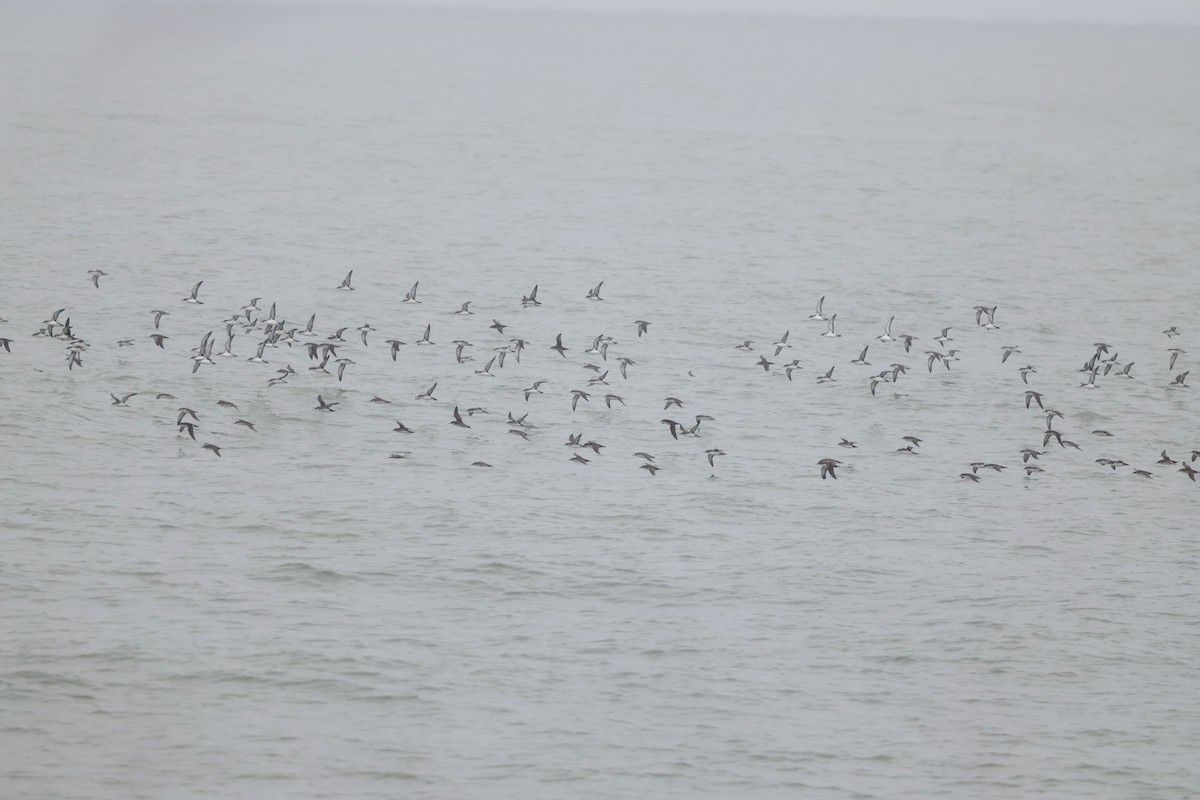 Yelkouan Shearwater - ML642763116