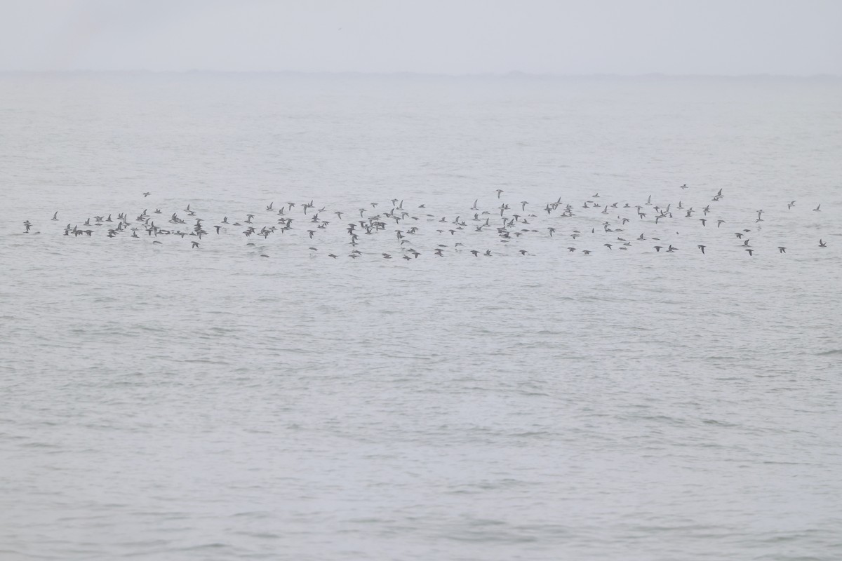 Yelkouan Shearwater - ML642763117