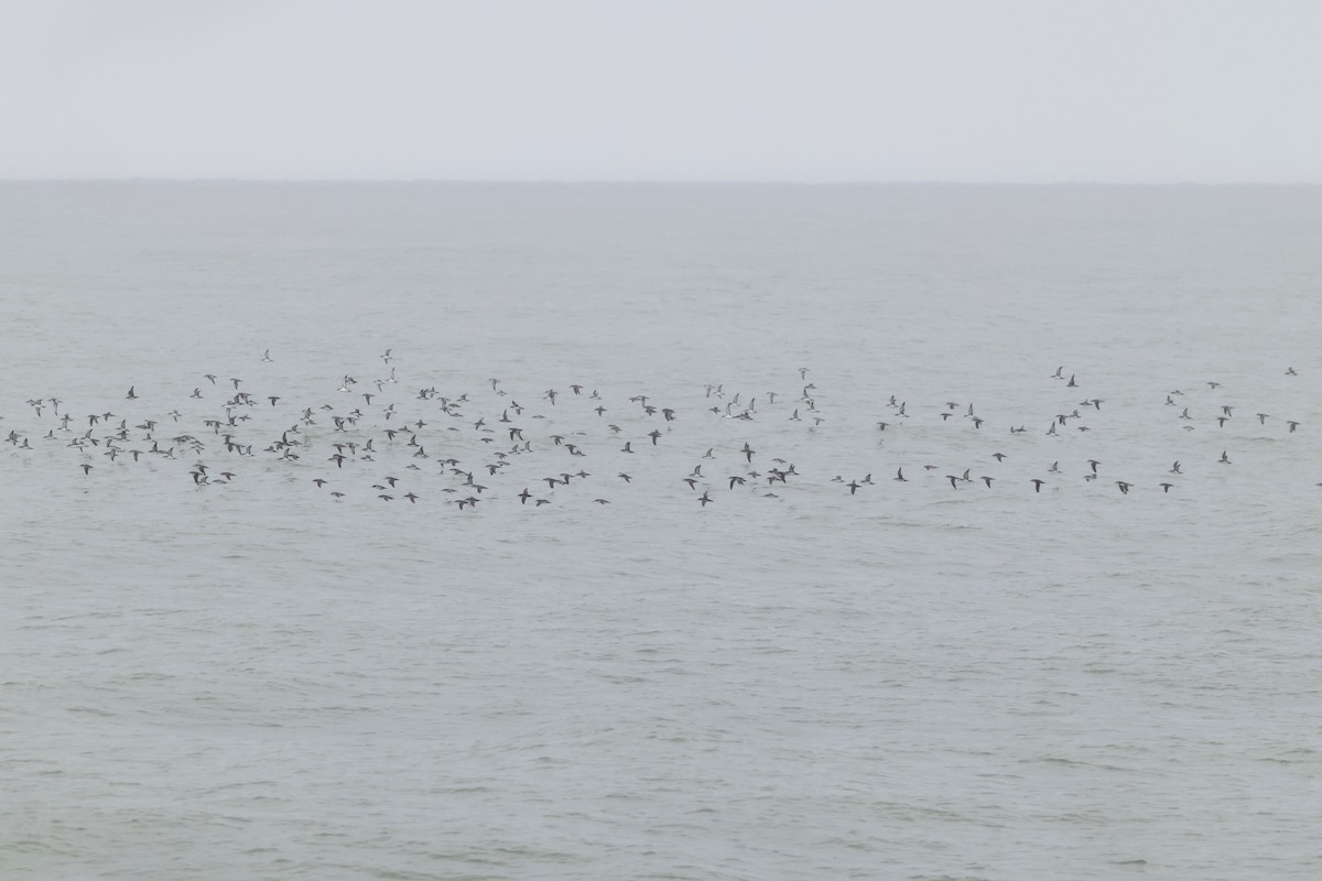 Yelkouan Shearwater - ML642763118