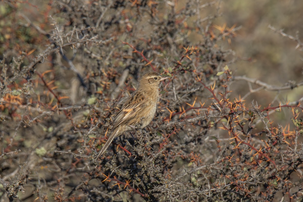 Austral Canastero - ML642763119