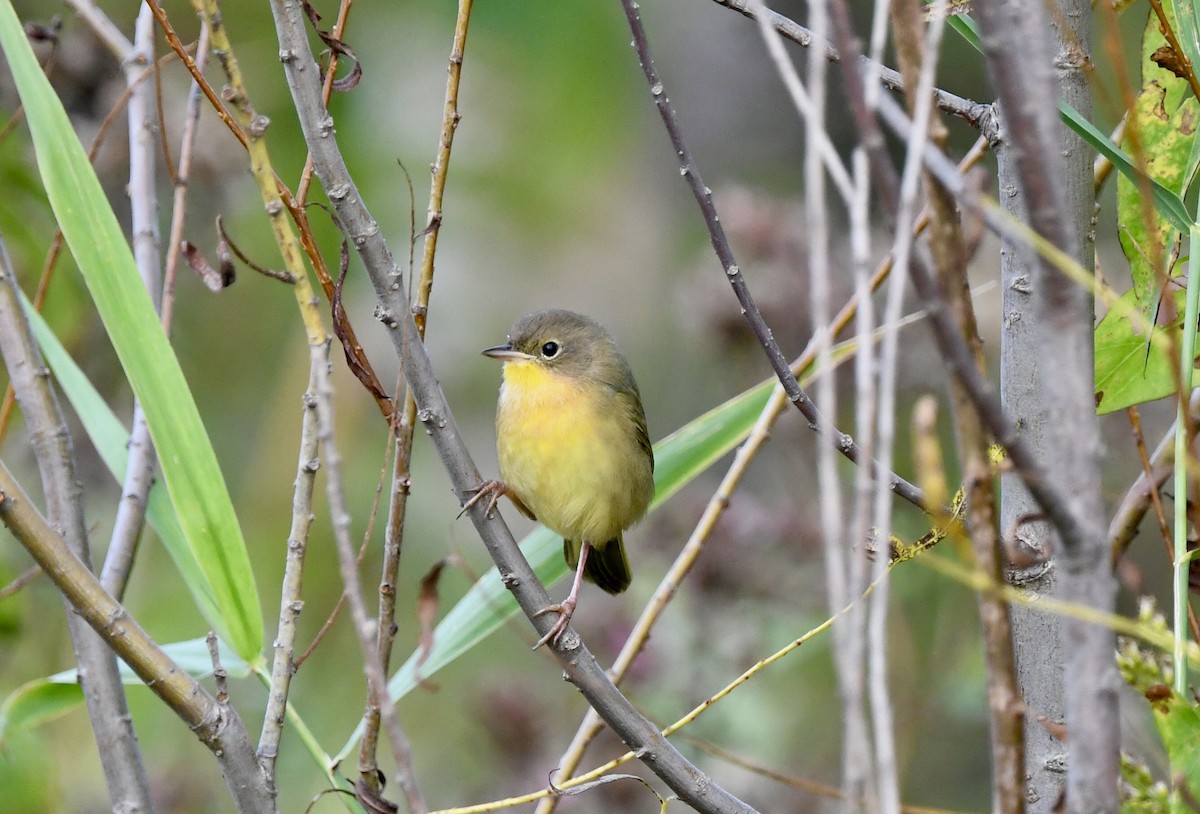 Common Yellowthroat - ML642763121