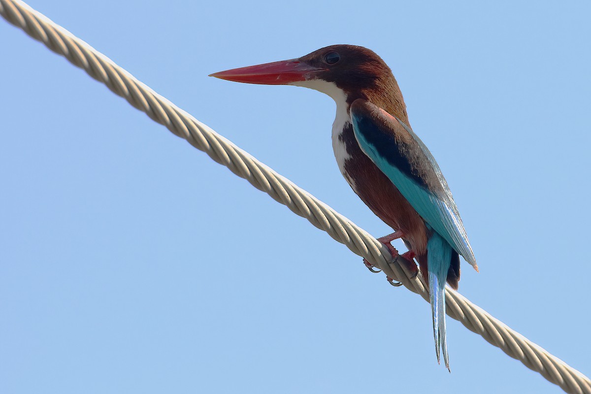 White-throated Kingfisher - ML642763126