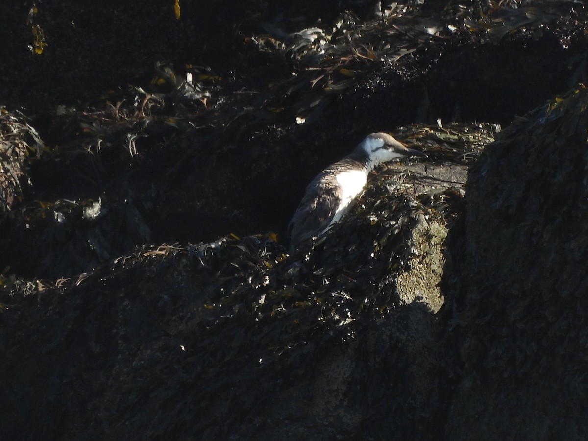Common Murre - ML642763131