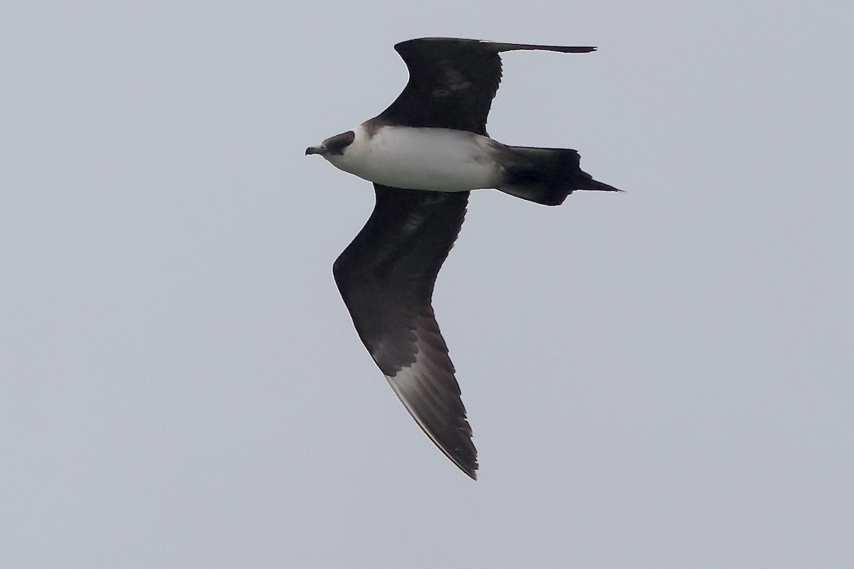 Parasitic Jaeger - ML642763132