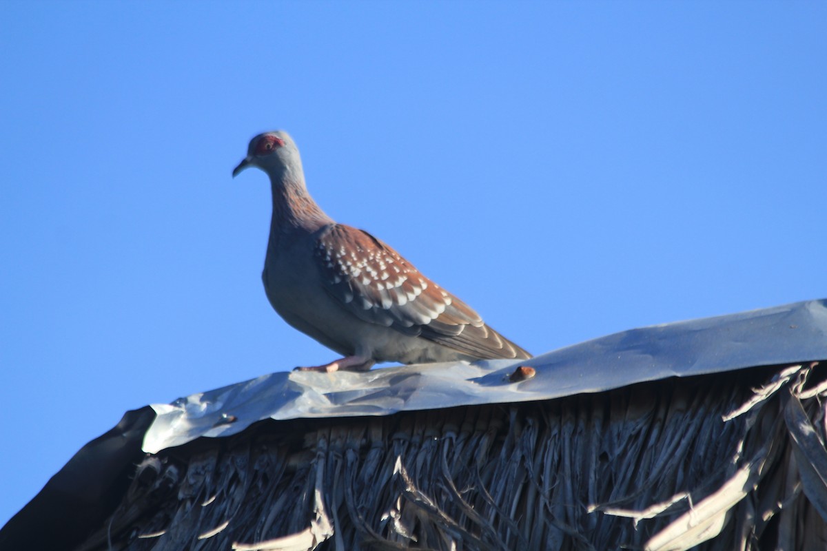 Speckled Pigeon - ML642763136