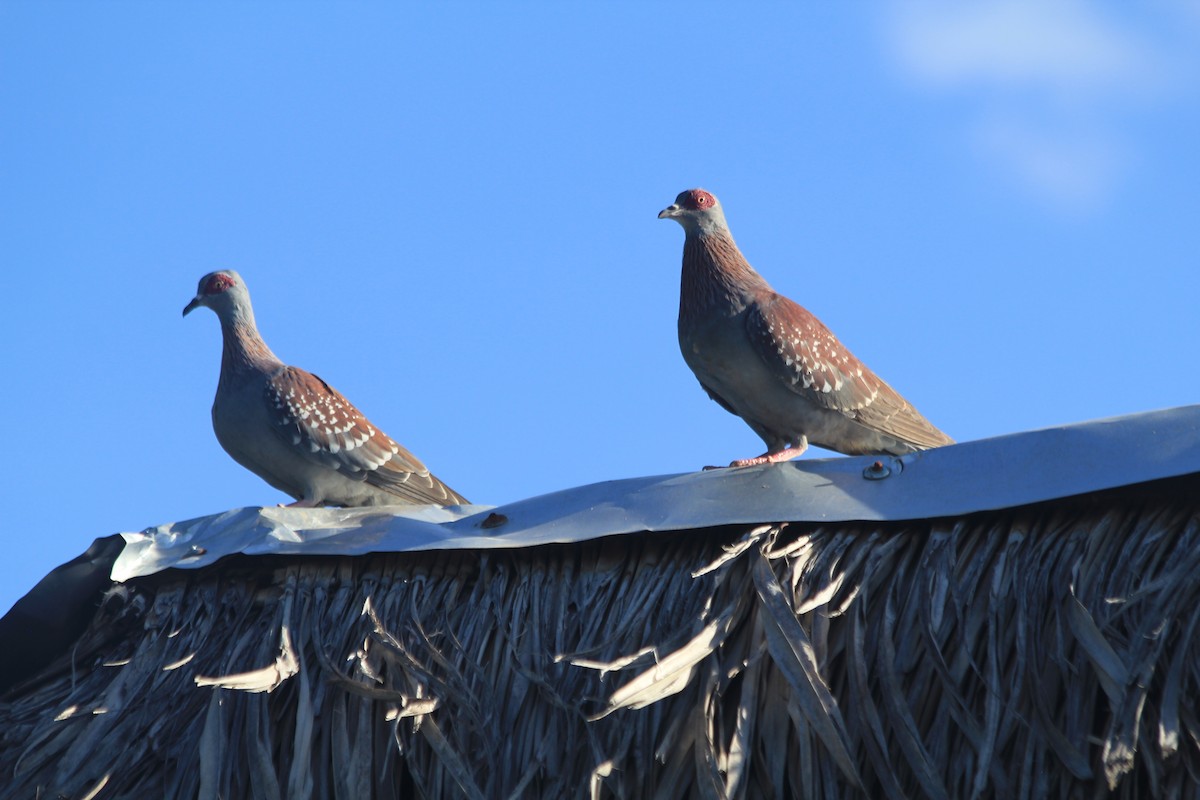 Speckled Pigeon - ML642763137