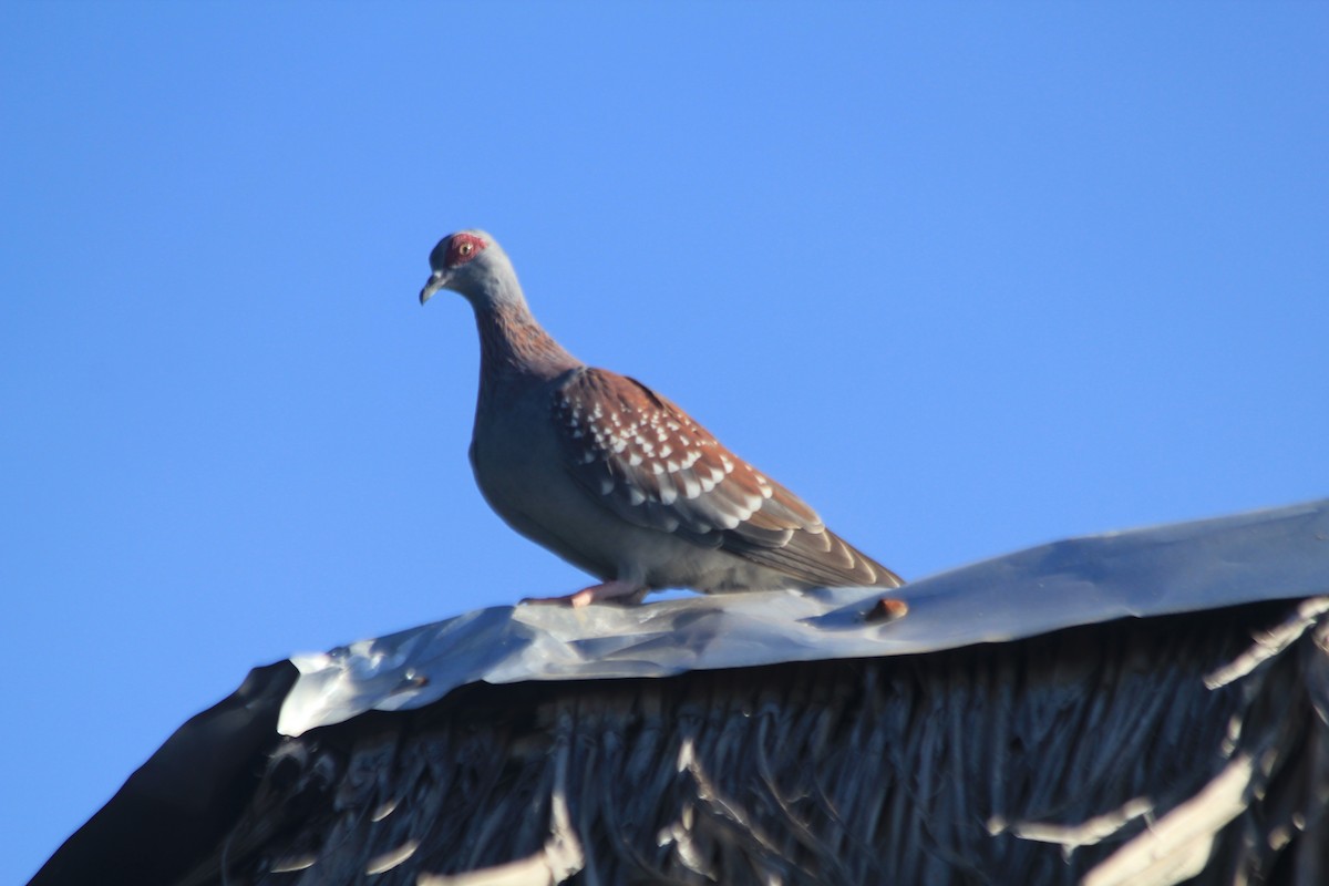 Speckled Pigeon - ML642763138