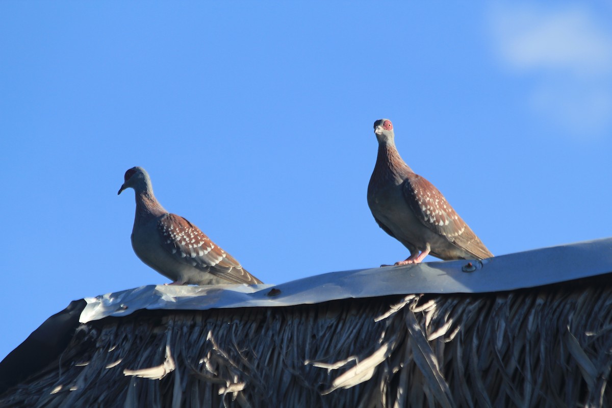 Speckled Pigeon - ML642763139