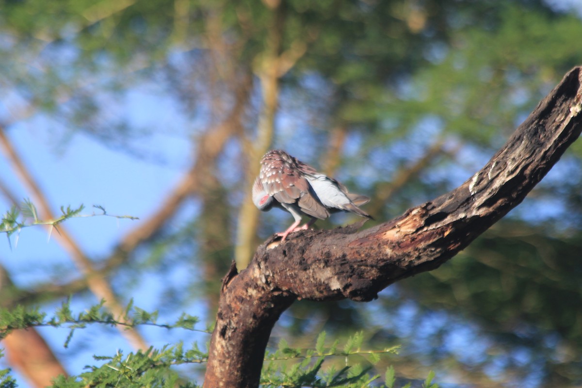 Speckled Pigeon - ML642763147