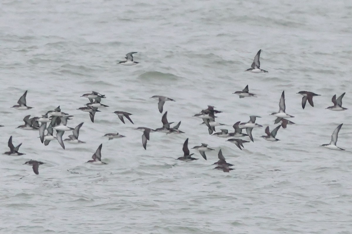 Yelkouan Shearwater - ML642763149