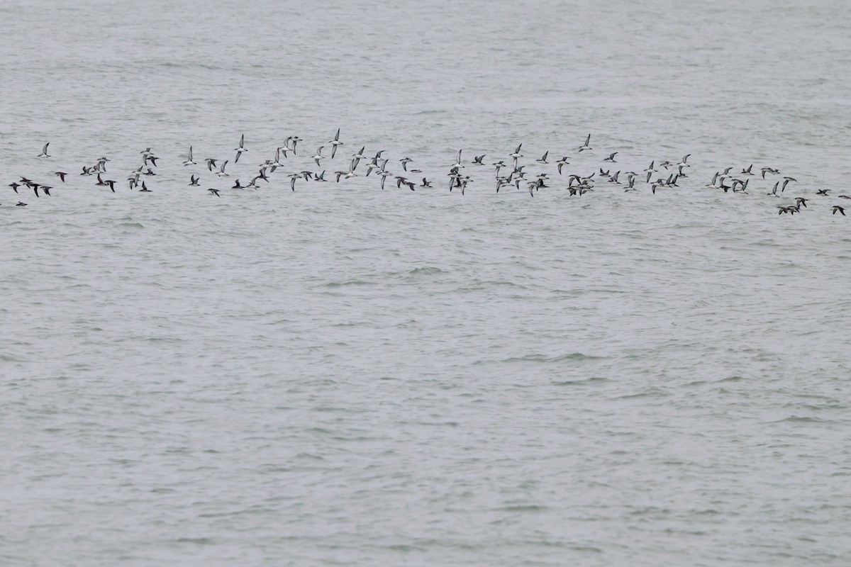 Yelkouan Shearwater - ML642763150