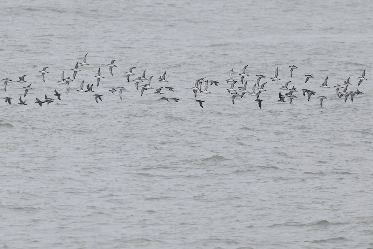 Yelkouan Shearwater - ML642763151