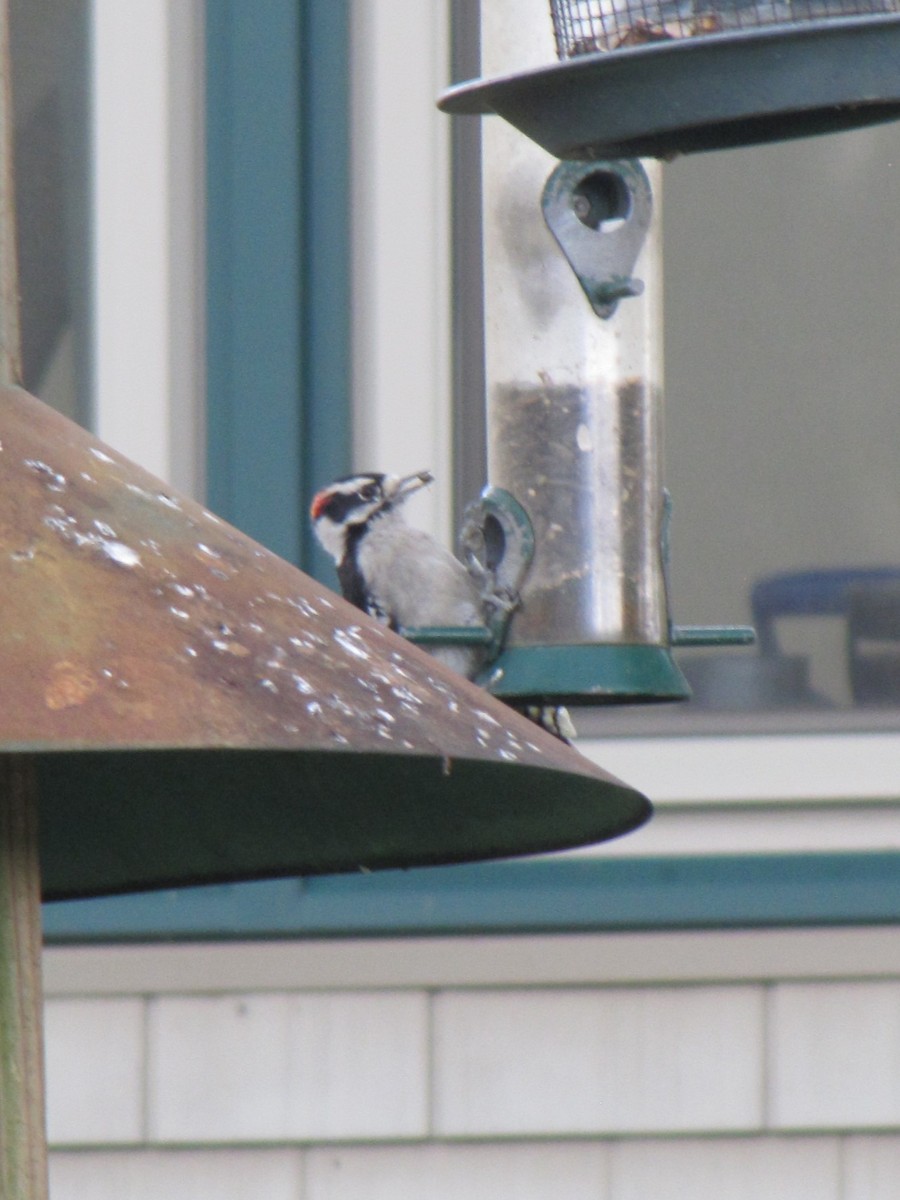 Downy Woodpecker - ML642763152