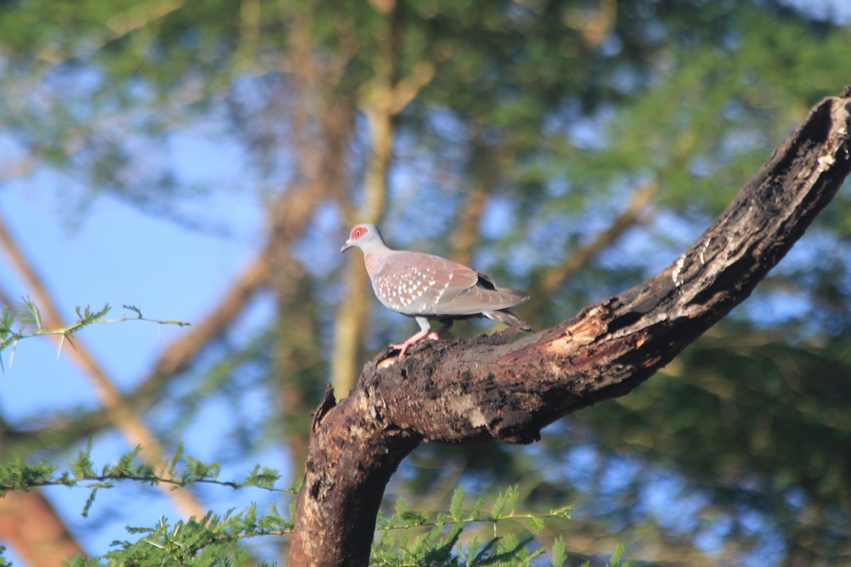 Speckled Pigeon - ML642763160