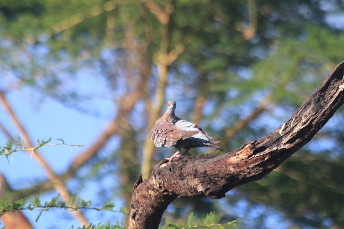 Speckled Pigeon - ML642763161