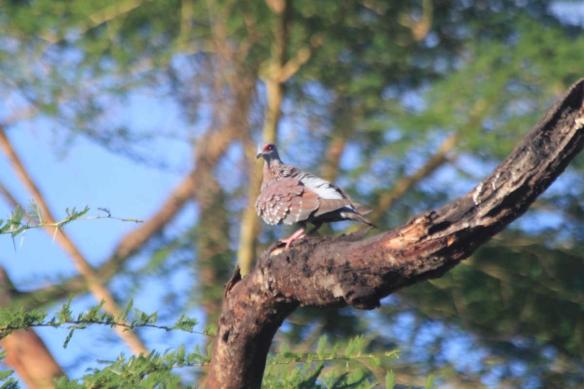 Speckled Pigeon - ML642763162