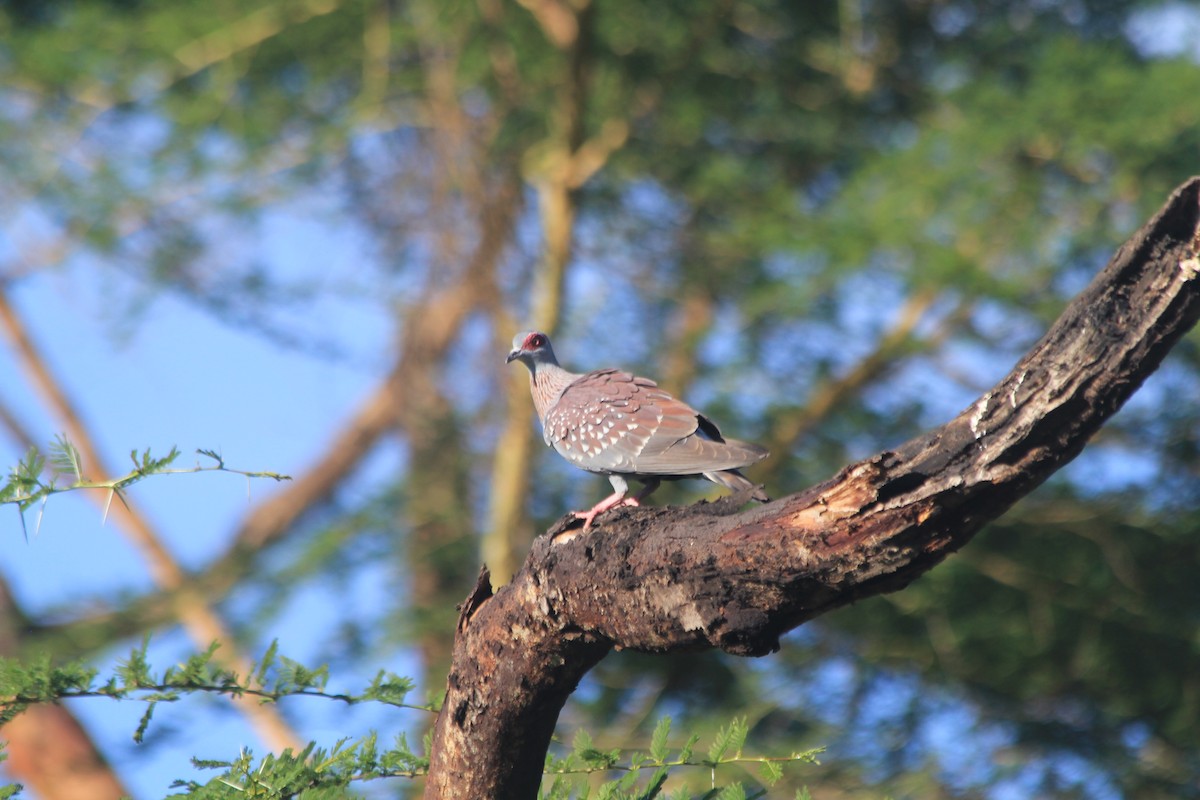 Speckled Pigeon - ML642763163