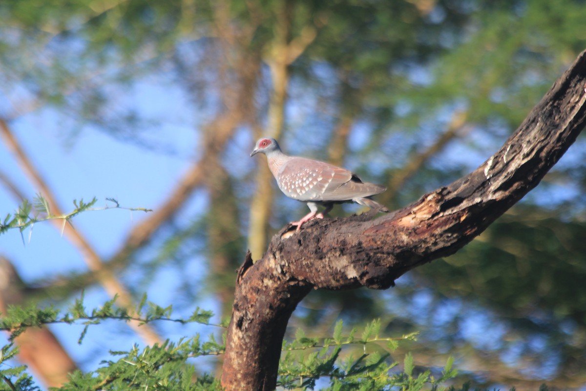 Speckled Pigeon - ML642763164