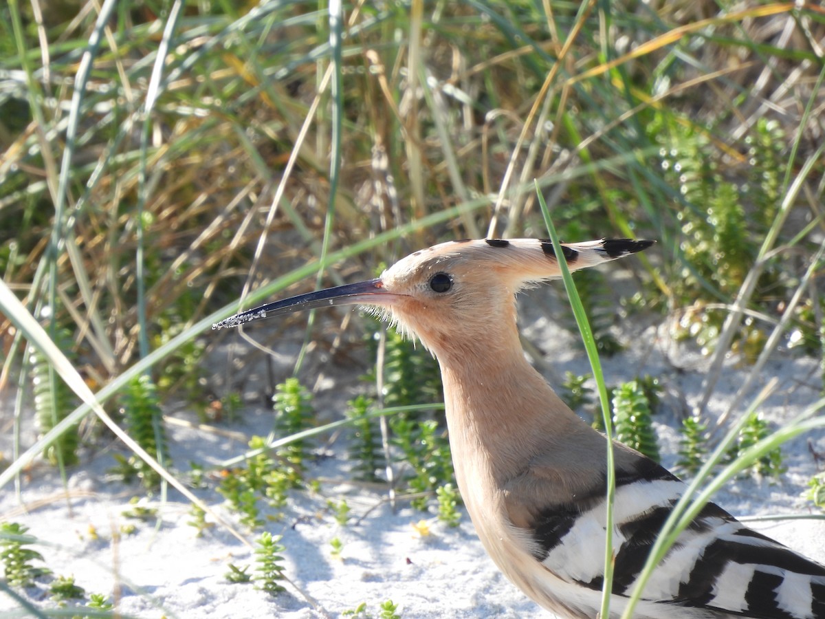 Common Hoopoe - ML642763174