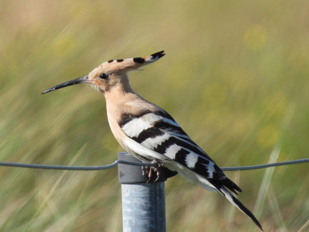 Common Hoopoe - ML642763181